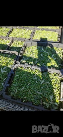 Зехтинът вече има име и лице. 🥇 FAGITAKI – екстра върджин зехтин от Гърция  , снимка 11 - Други - 52914743