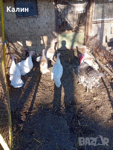 продават се пуйки и пуяци, снимка 4 - Кокошки и пуйки - 52287686