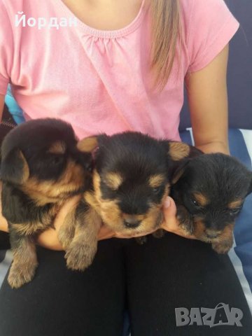 йорки / йоркита * Оферта* , снимка 11 - Йоркширски териер - 21710481