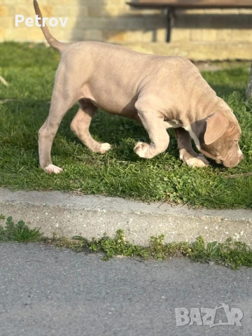 Американско були , снимка 5 - Питбул - 53690899