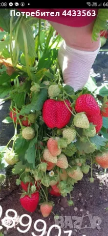 Расдас ягоди , снимка 2 - Разсади - 49802443