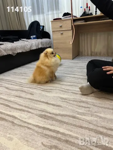 Померан мъжки, снимка 3 - Померан - 49418362