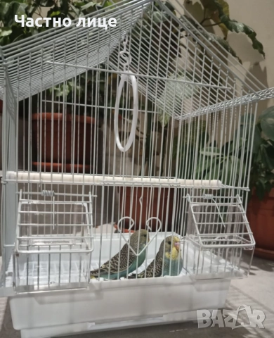 Вълнисти папагали , снимка 6 - Папагали - 52682699