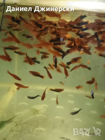 Декоративни риби - Хелер , снимка 3 - Рибки - 50343485