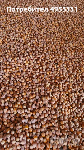 Лешници реколта 2026г., снимка 5 - Домашни продукти - 56136497