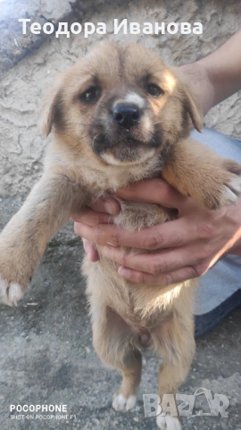 Подарявам малки кученца на 40 дни , снимка 9 - Други - 54342321