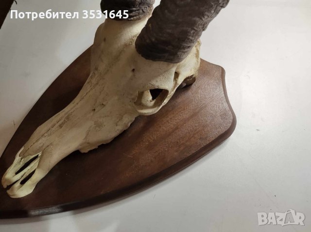 Уникален трофей!!! Много рядък ловен трофей, снимка 2 - Други ценни предмети - 42554323