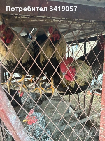 Продавам петели , снимка 3 - Кокошки и пуйки - 54335313