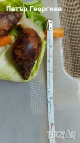 Гигантски африкански охлюви Achatina , снимка 6 - Други - 47340517