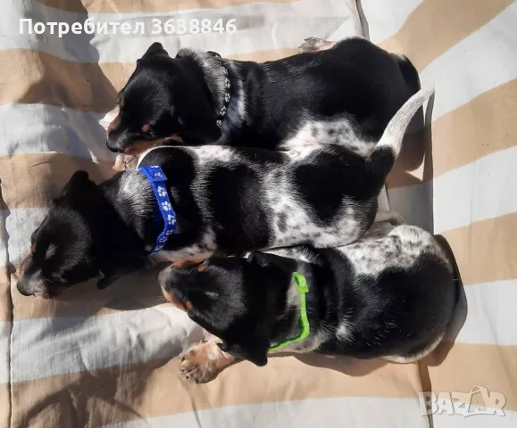 Мини дакел( пиебалд бриндъл), снимка 8 - Дакели - 49397846