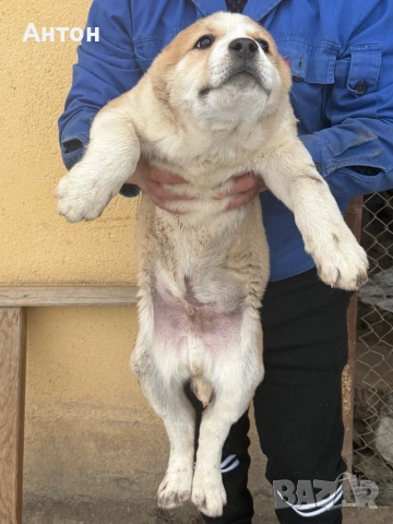 Алабай (Средно Азиатска овчарка), снимка 4 - Алабай - 52940508