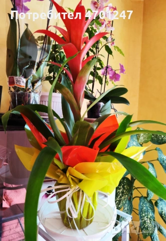 Декоративно цвете Гузмания, снимка 7 - Стайни растения - 53981816