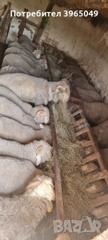 Агнета мъжки 