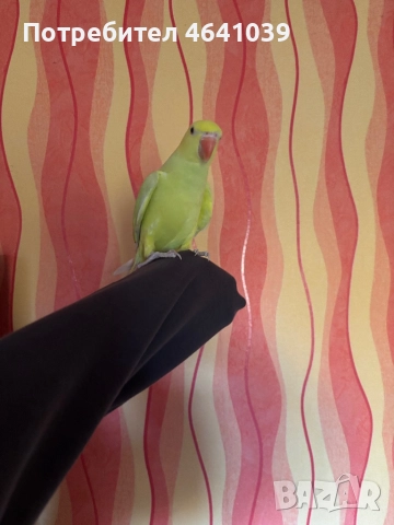 Жълтоглав Малък Александър