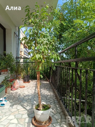 Фикус бенджамин 170см, драцена 120см, снимка 5 - Градински цветя и растения - 34362136