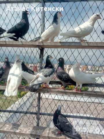 Гълъби високолетачи ПАЗАРДЖИШКИ!