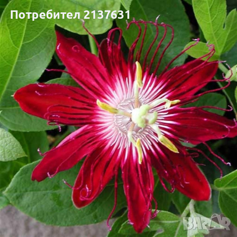 ПАСИФЛОРА  - МАРАКУЯ, снимка 2 - Градински цветя и растения - 44549383