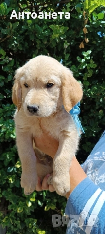 Бебета Голдън ретривър , снимка 11 - Голдън ретривър - 52372675