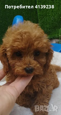Той Пудел Poodle toy , снимка 2 - Пудели - 56532103