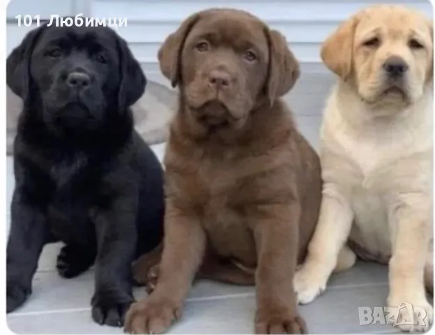 Лабрадор ретривър