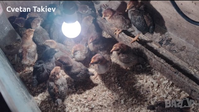 Катунски пилета три цвята в Кокошки и пуйки в с. Мърчаево - ID39973488 ...