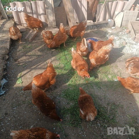 Ломан Браун 