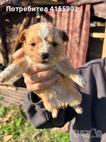 Кученца пинчер микс- дребни и сладки , снимка 2 - Пинчер - 52847028