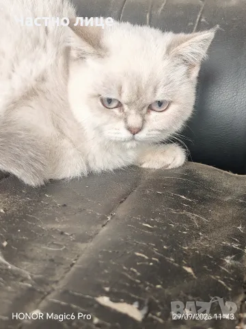 шотлански котенца, снимка 4 - Британска късокосместа - 56218798