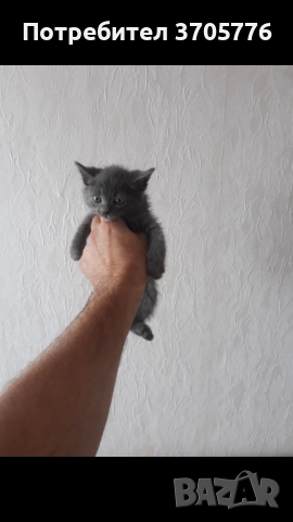 Синя руска котка, снимка 1