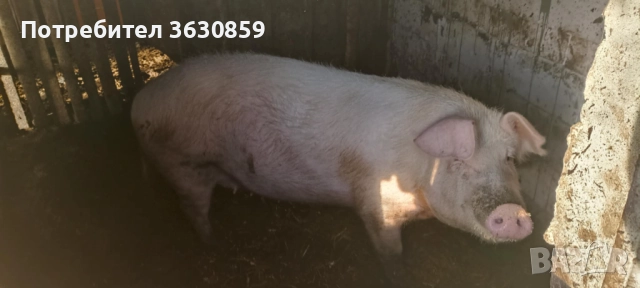 Продавам свиня след второ прасило , снимка 1 - Прасета - 52970456