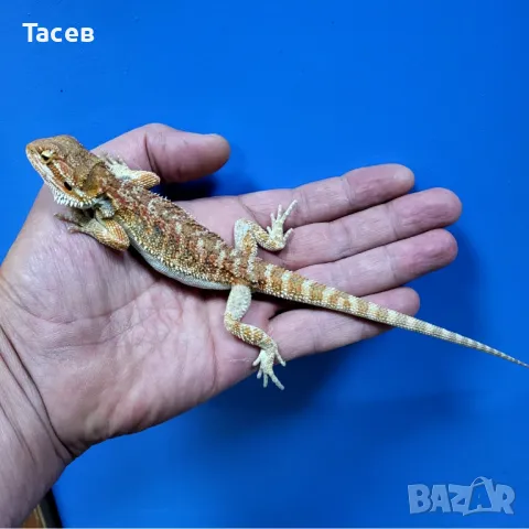 Брадата агама