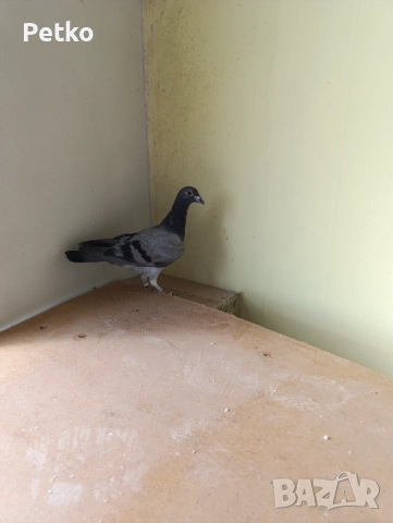 Пощенски гълъби, снимка 7 - Гълъби - 52188245