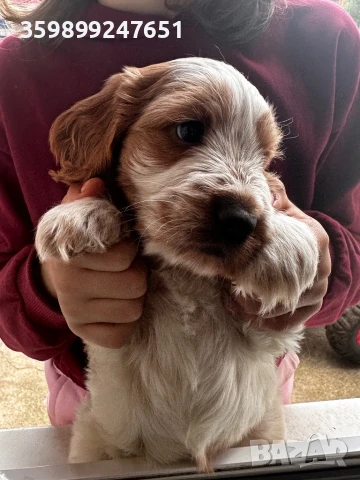 Кокер шпаньол, снимка 1