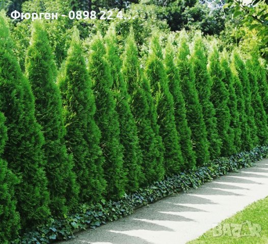 Западна туя Смарагд (Thuja occidentalis Smaragd), снимка 1 - Градински цветя и растения - 27492741