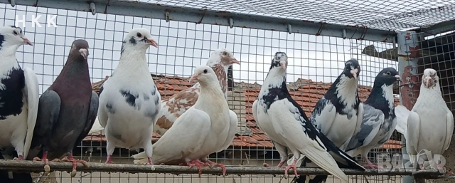 Пазарджишки гълъби , снимка 5 - Гълъби - 54061614
