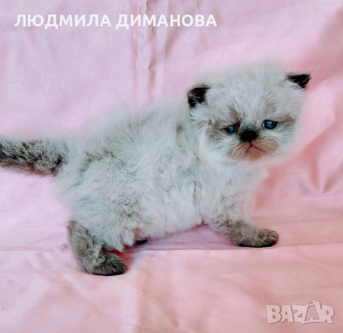 Персийско хималайско момиче. , снимка 5 - Персийска - 54252433