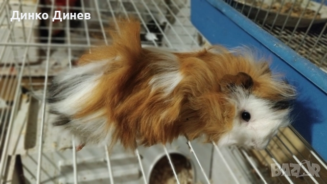 морски свинчета , снимка 3 - Морски свинчета - 49438424