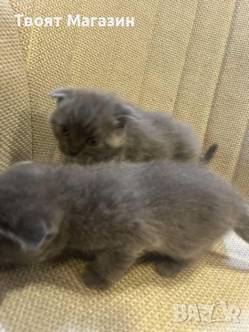 Малки пухкави съкровища търсят своя нов дом! 🐾, снимка 3 - Британска късокосместа - 53889145