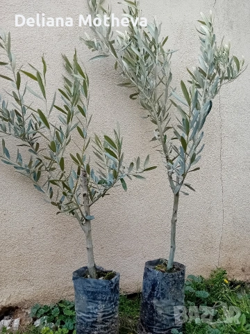 Маслиново дърво, снимка 2 - Градински цветя и растения - 54162312