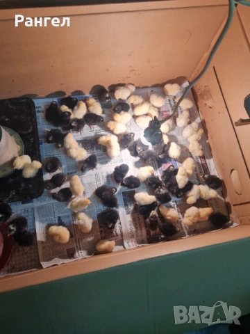 Свободни Пилета, снимка 2 - други­ - 54128917