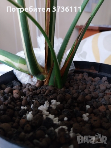 Monstera Thai , снимка 2 - Стайни растения - 52300383