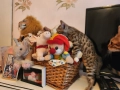 Бенгалска котка , снимка 5