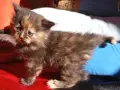 Сибирско коте, момиче, цвят костенурка, сибирка, котенце, котка , снимка 3