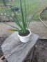 Промоция /Юка градинска, снимка 5