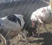 prodavam teleta mqski , снимка 2