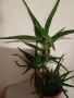 ГОЛЯМО АЛОЕ - Височина 60 см, снимка 5