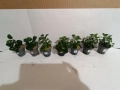 Растения за аквариум,анубиас Бартери, снимка 6