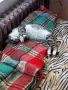 Подаряваме котенце , снимка 1