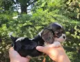 Кавалер Кинг Чарлз Шпаньол чистокръвни, снимка 4