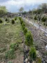 Вечнозелена Бързоразстяща Източна Туя / Thuja orientalis /, снимка 6